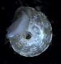 Trochidae