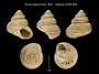 Trochus ligatus