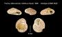 Trochus (Monodonta) rotellinus