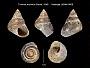 Trochus pruninus