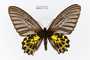 Troides aeacus