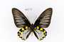 Troides hypolitus