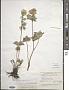 Trollius asiaticus L.