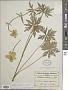 Trollius ledebourii Rchb.