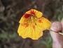 Tropaeolum majus L.