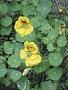 Tropaeolum majus L.