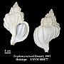 Trophon eversoni