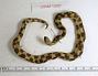Tropidophis wrighti