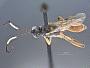 Trychosis coxalis