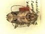 Trypanidius nocturnus