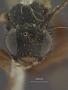 Tryphon alaskensis