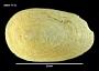 Tugali elegans