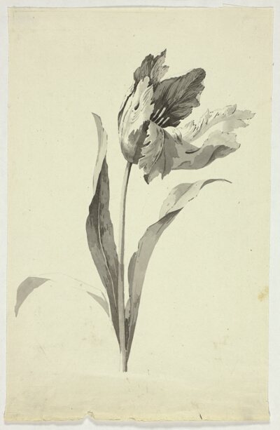 Tulip