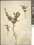 Turnera diffusa Willd. ex Schult.