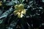 Turnera ulmifolia L.