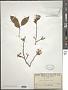 Turraea pubescens Hell.
