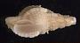 Turridae