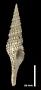 Turris dollyae