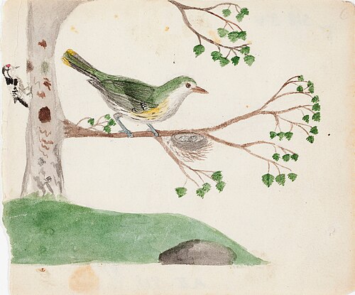 Two Birds