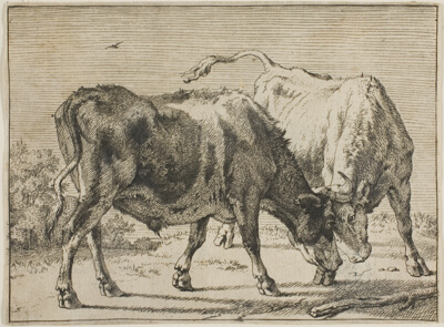 Two Bulls Fighting