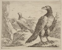 Two Eagles, Both with Heads Turned to the Left