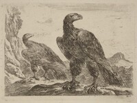 Two Eagles, Both with Heads Turned to the Right