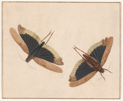 Two Grasshoppers