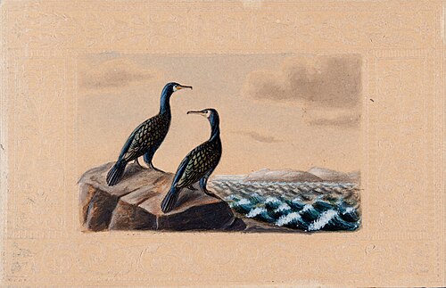 Two Great Cormorants