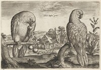 Two Grey Red-Tailed Parrots