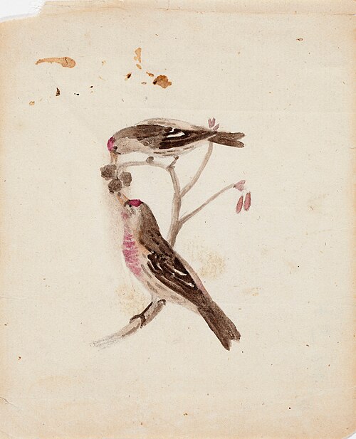 Two Redpolls