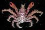 Tylocarcinus dumerilii