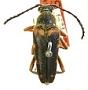 Typocerus confluens