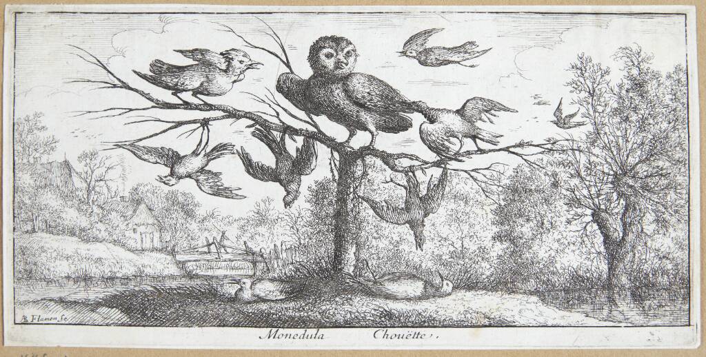 Uglen (Monedula)