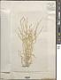 Ulva compressa L.
