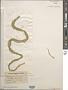 Ulva intestinalis L.