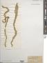 Ulva intestinalis L.