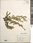 Ulva lactuca L.