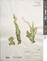 Ulva lactuca L.