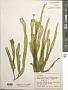 Ulva lactuca L.