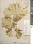 Ulva lactuca L.
