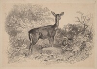 Une biche