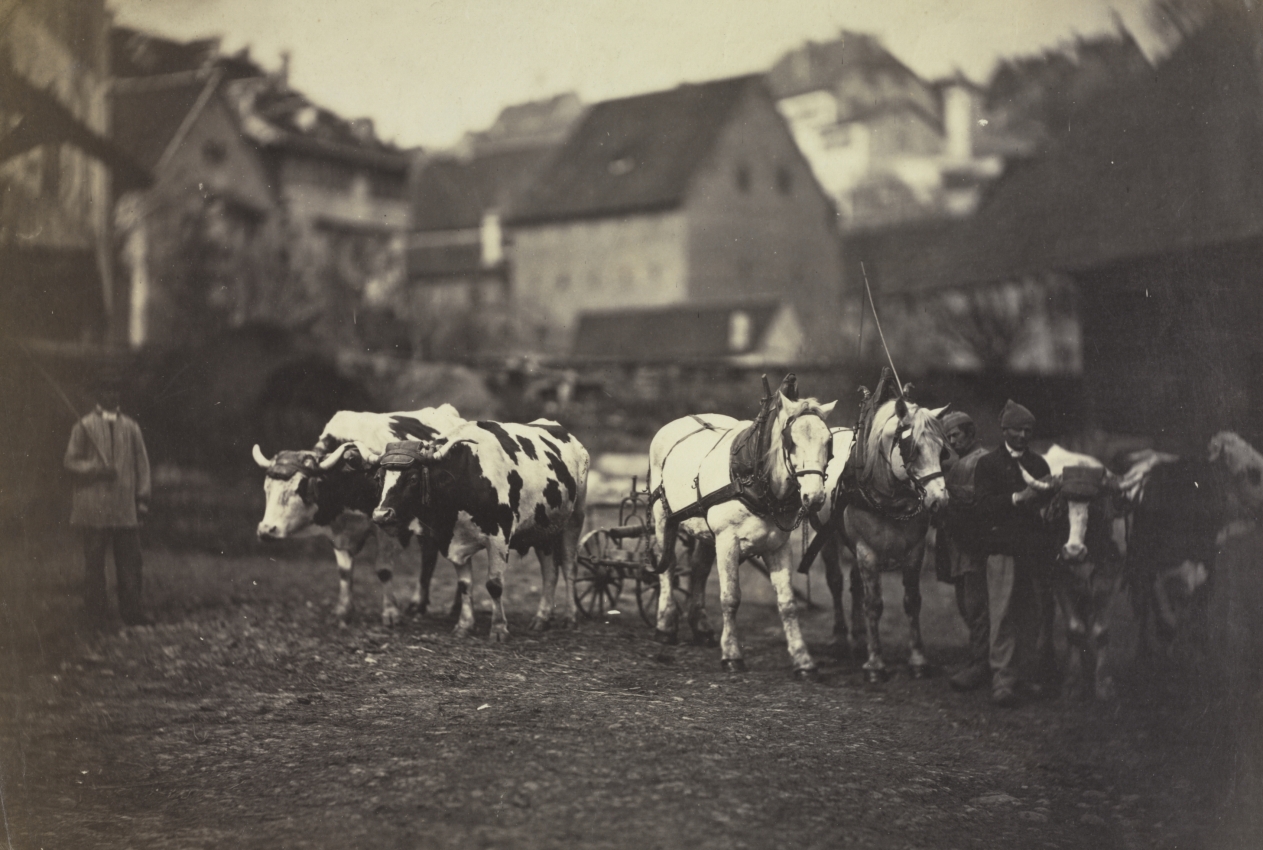 Untitled (Farm Animals)