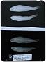 Upeneus luzonius Jordan & Seale
