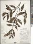 Urophyllum sp.