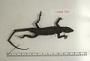Urosaurus auriculatus