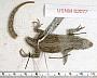Urosaurus ornatus schottii