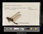 Urothemis assignata