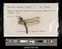Urothemis edwardsii