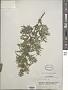 Urtica cannabina L.