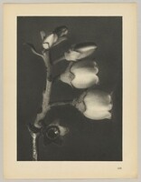 Vaccinium corymbosum